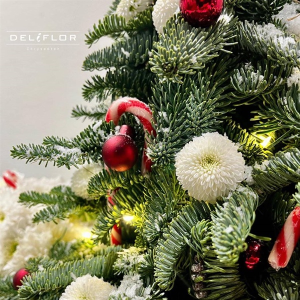 Merry Christmas and a colorful 2026!