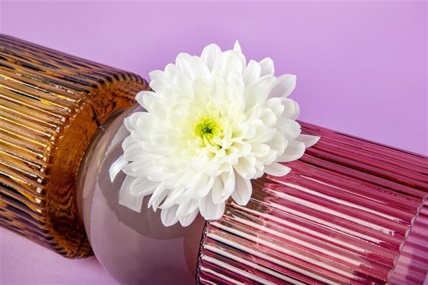 Discover Lumen, the new white spray chrysanthemum from G&G Flowers