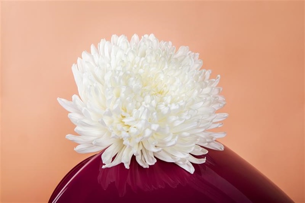 The classic beauty Stravina is coming!