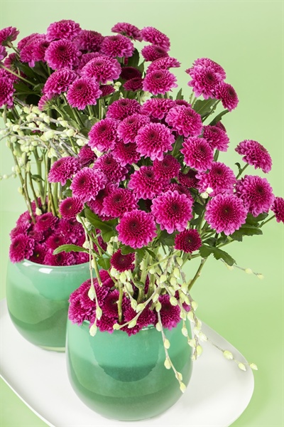 Pomavera, the energy of a new season