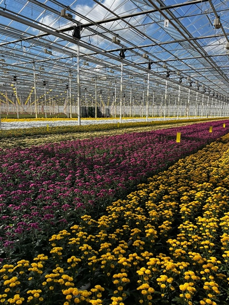 Succesfull Santini Flower Trial at Hendriks Baarlo