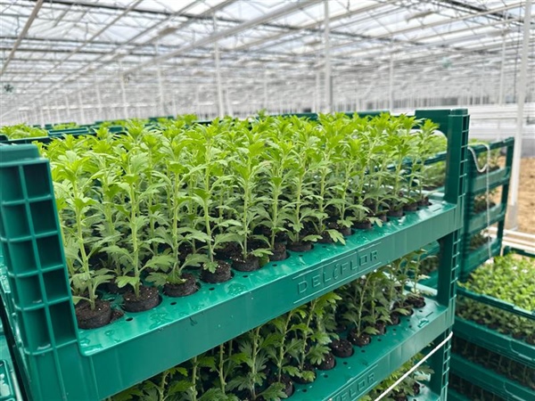 Deliflor Hoogveld delivers first plug-rooted cuttings to Infinity Chrysanten