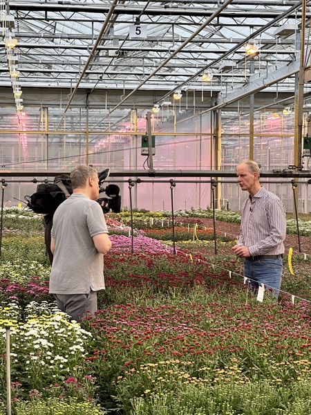 Deliflor in het NOS Nieuws: AI voor Chrysanteninnovatie