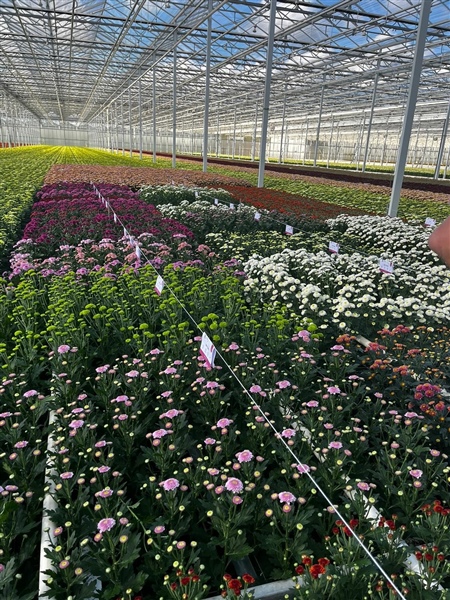 Succesfull Santini Flower Trial at Hendriks Baarlo