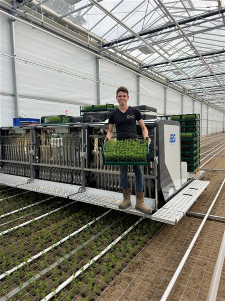 Deliflor Hoogveld delivers first plug-rooted cuttings to Infinity Chrysanten