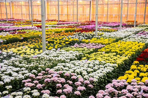 Delishow June 2025 – Carnaval de Flores