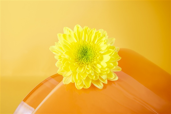 Commander Yellow: the new powerhouse from Deliflor