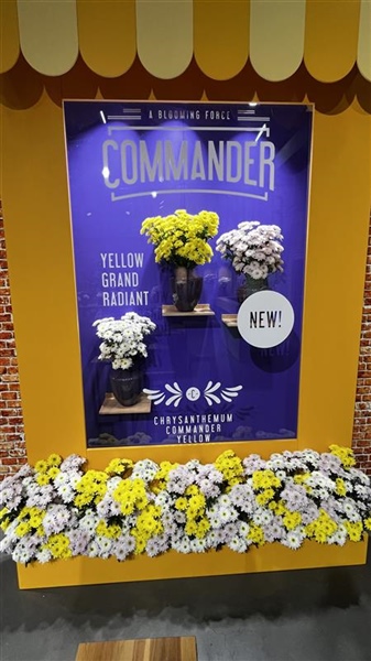Successful Deli Flower Show highlights international chrysanthemum assortment