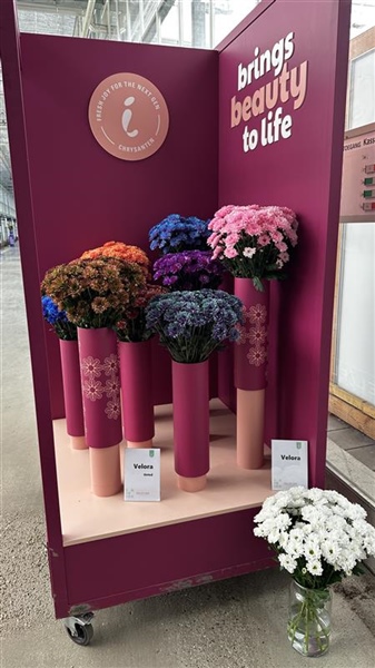 Successful Deli Flower Show highlights international chrysanthemum assortment