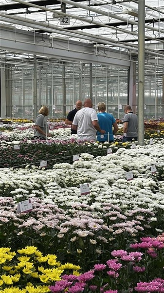 Successful Deli Flower Show highlights international chrysanthemum assortment
