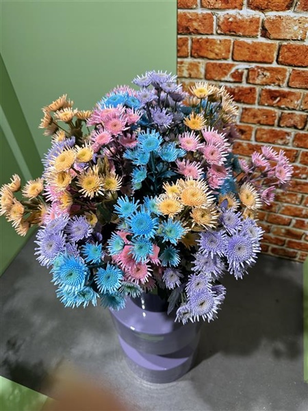 Successful Deli Flower Show highlights international chrysanthemum assortment